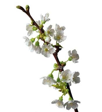 CHERRY BLOSSOM BRANCHES 3-4FT