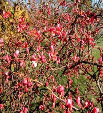 QUINCE BLOSSOM BRANCHES 3-4FT