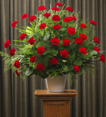 FUNERAL CARNATIONS 36 RED