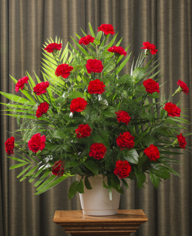 FUNERAL CARNATION 24 RED