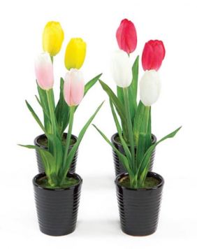 TULIP POTTED 4"