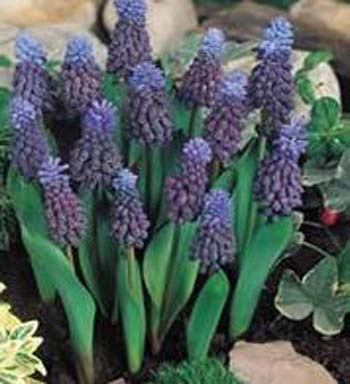 MUSCARI POTTED BLUE 4"