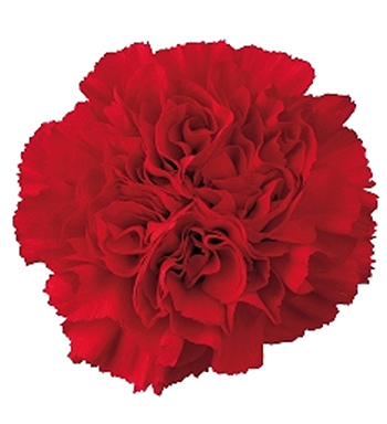 CARNATION GENERIC RED