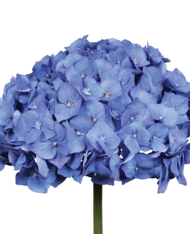 Hydrangea Bela Blauw
