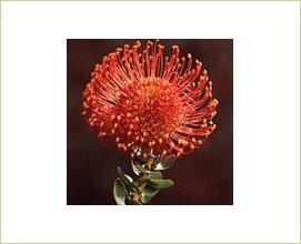 Pincushion Cordifolium