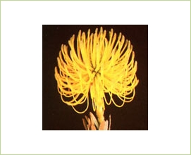 Pincushion Reflexum Yellow