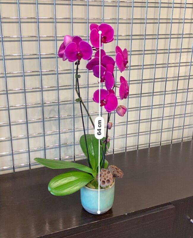 The Royal Rivait Phalaenopsis Collection