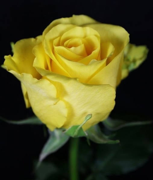 Rose Yellow King