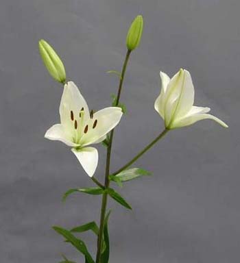 LILY ASIATIC WHITE 2/3