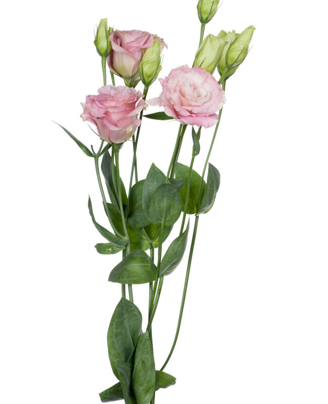 LISIANTHUS DOUBLE PINK