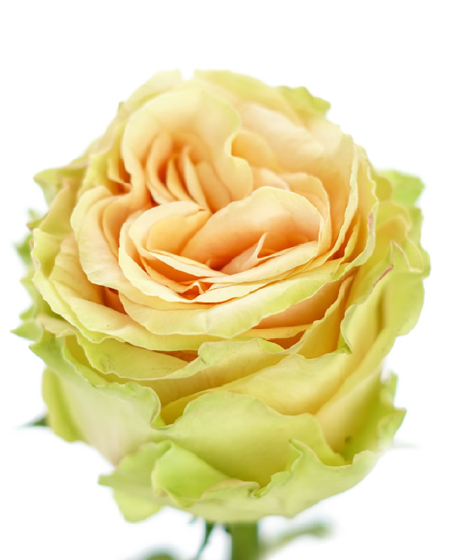 ROSE YELLOW FINESS