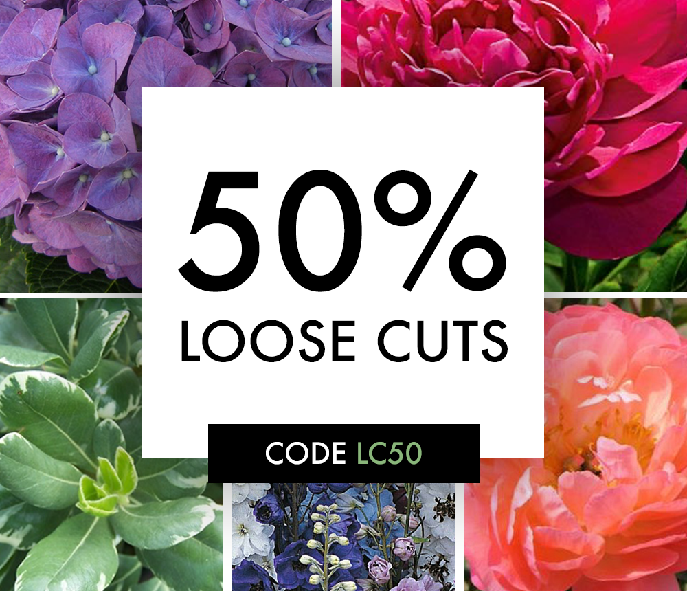 50% off loose cuts