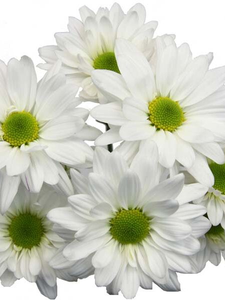 Chrysanthemum White Daisy