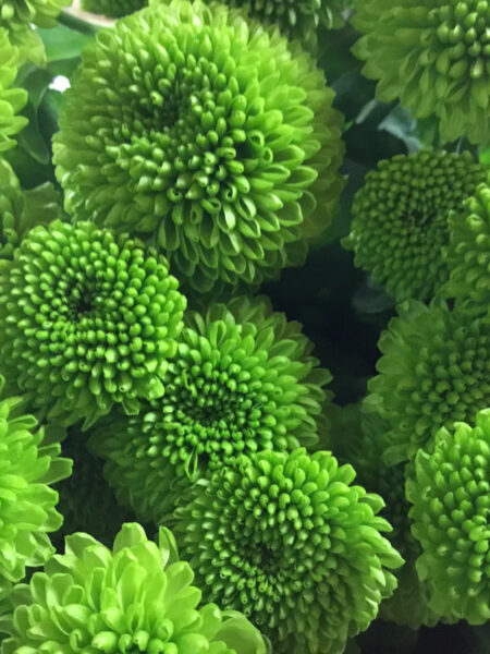Chrysanthemum Green Button