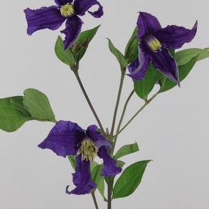 CLEMATIS BLUE PIROUETTE