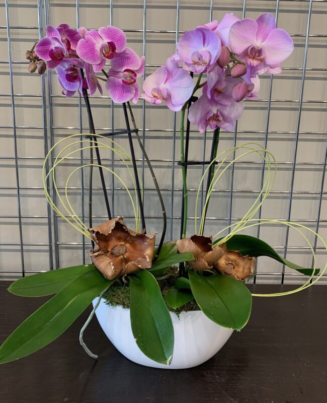 Phalaenopsis Planter Double Novelty