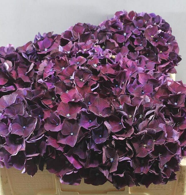 Hydrangea Magical Ruby Red Paars