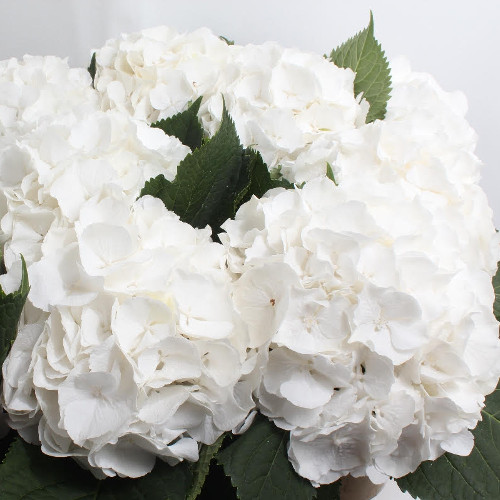 Hydrangea White Verena