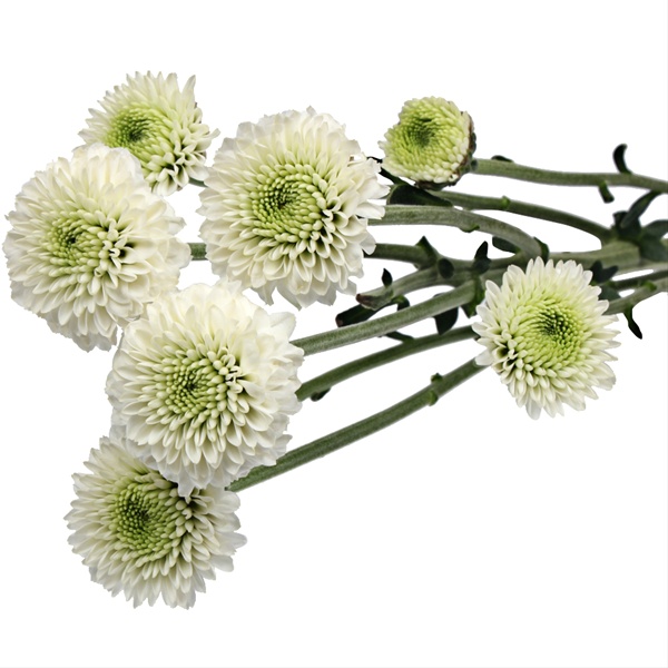 Chrysanthemum White Button