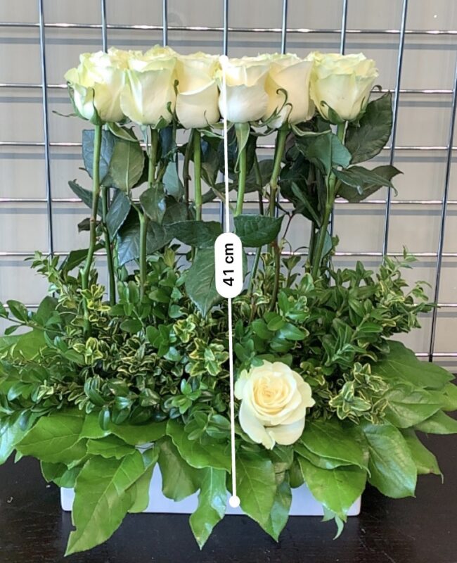 Boutique White Low Profile Rose Hedge