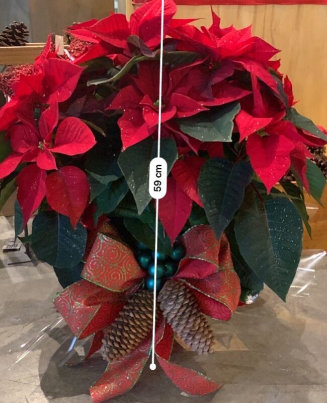 Poinsettia Christmas Day 7in