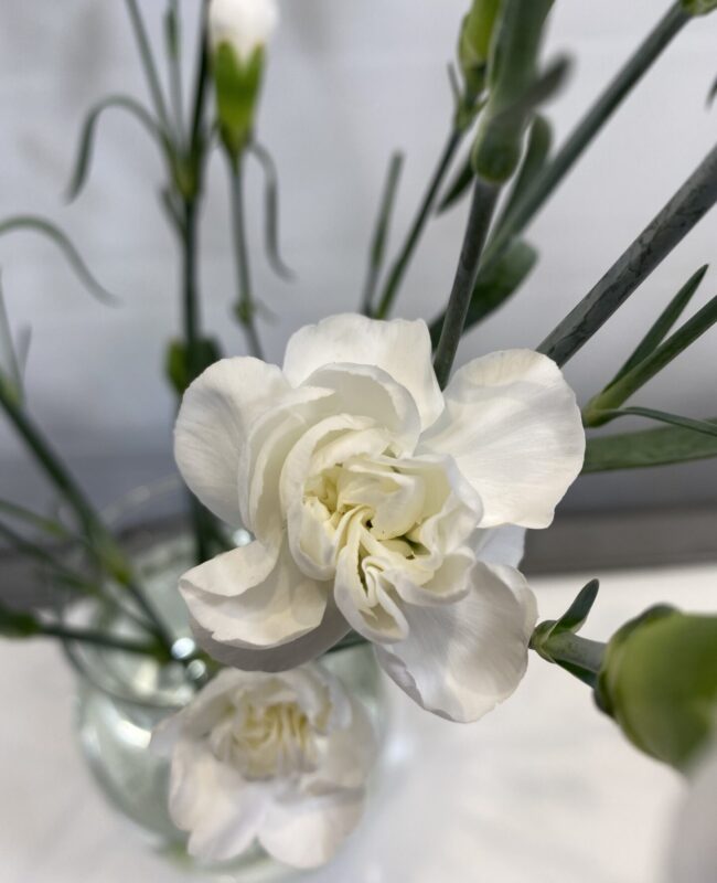 Carnation mini White