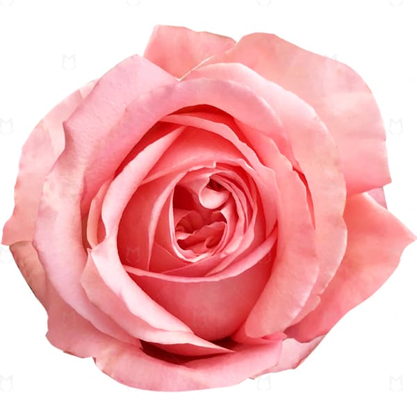 Rose Garden Pink Expression