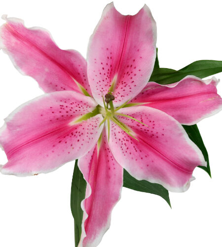 LILY ORIENTAL PINK 2/3