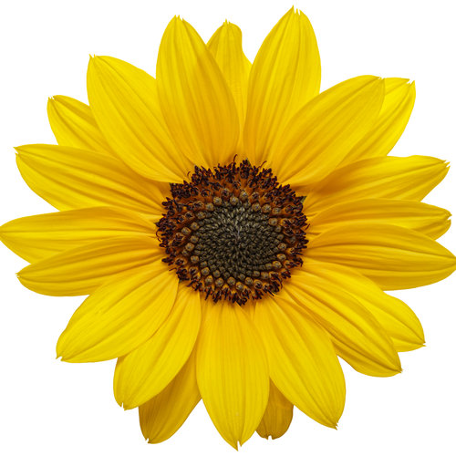 Sunflower Yellow