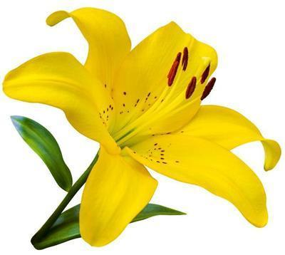 Lily Asiatic Yellow 2/3