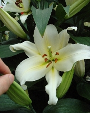 LILY ORIENTAL HYPNOSE 4/5