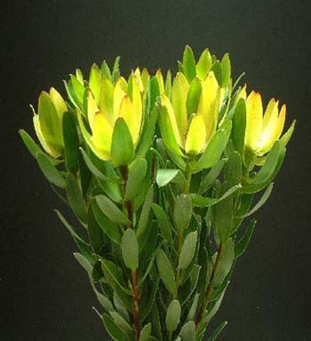 LEUCADENDRON WATER LILY