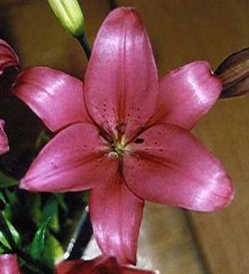 LILY ASIATIC DARK PINK 2/3