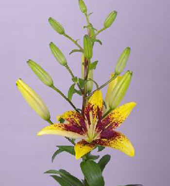 LILY ASIATIC GRAVITY