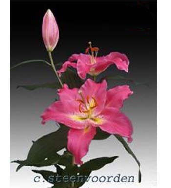 LILY ORIENTAL CARBONIA 2/3