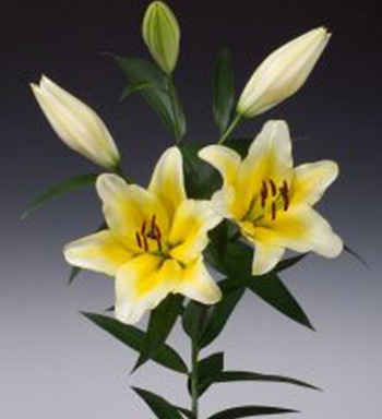 LILY ORIENTAL GOLDCITY 4/5