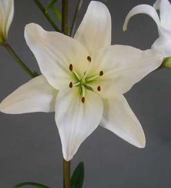 LILY ASIATIC NAVONA 2/3
