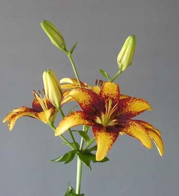 LILY ASIATIC TIGERPLAY 4/5