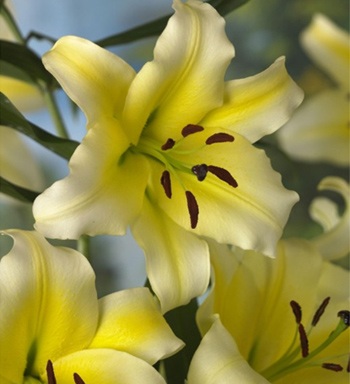 LILY ORIENTAL CONCA D'OR 4/5