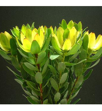 LEUCADENDRON WATER LILY 500g