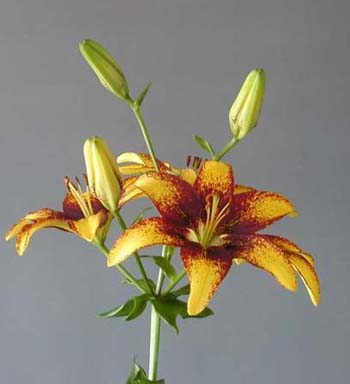 LILY ASIATIC TIGERPLAY 2/3
