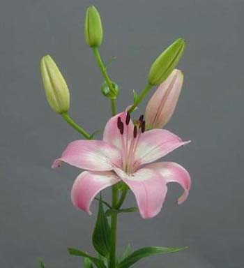 LILY ASIATIC PINK 2/3