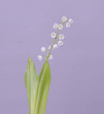 LILY OF THE VALLEY WHITE