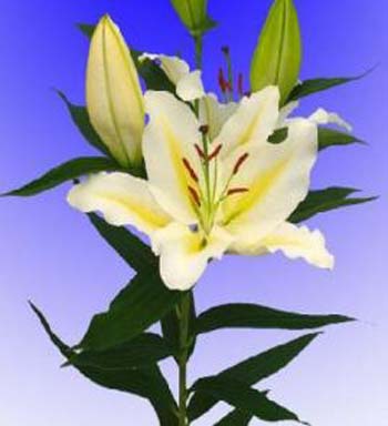 LILY ORIENTAL COLUMBIA 4/5