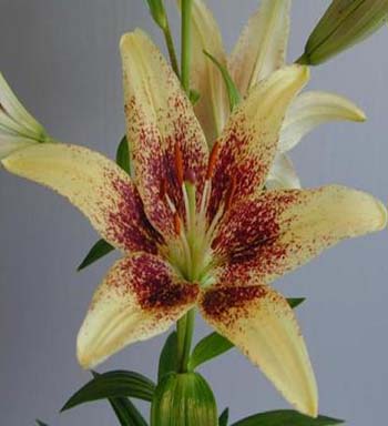 LILY ASIATIC LATVIA 2/3