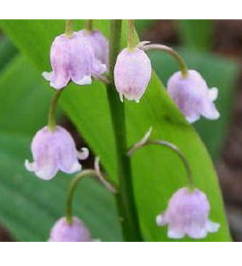 LILY OF THE VALLEY PINK