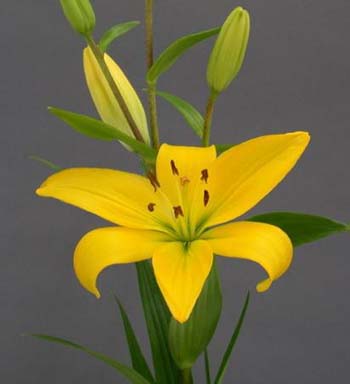 LILY ASIATIC VALDISOLE 4/5