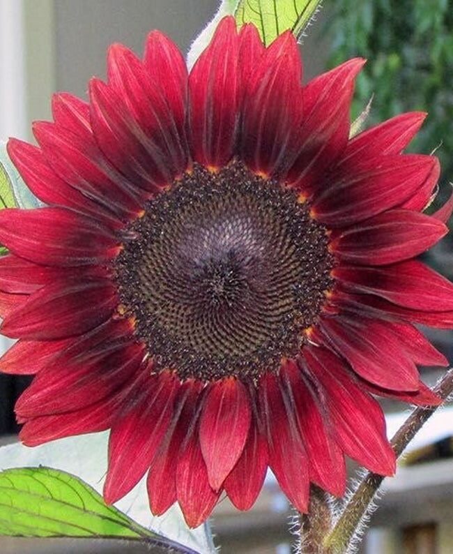 Sunflower Procut Red