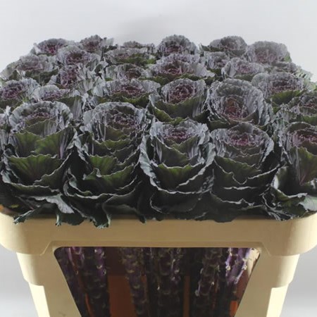 Kale Purple Elegance