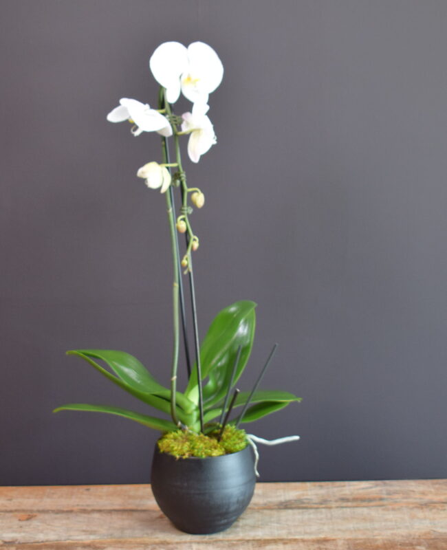 Single Beauty Orchid Planter